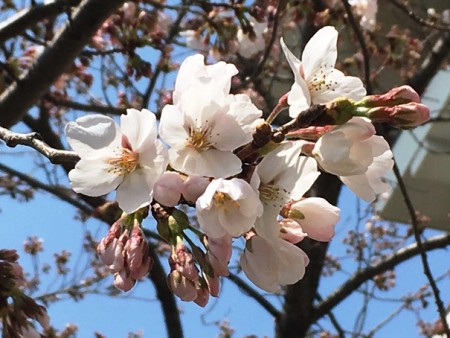 ホテル翔峰の桜　(2017年4月撮影)